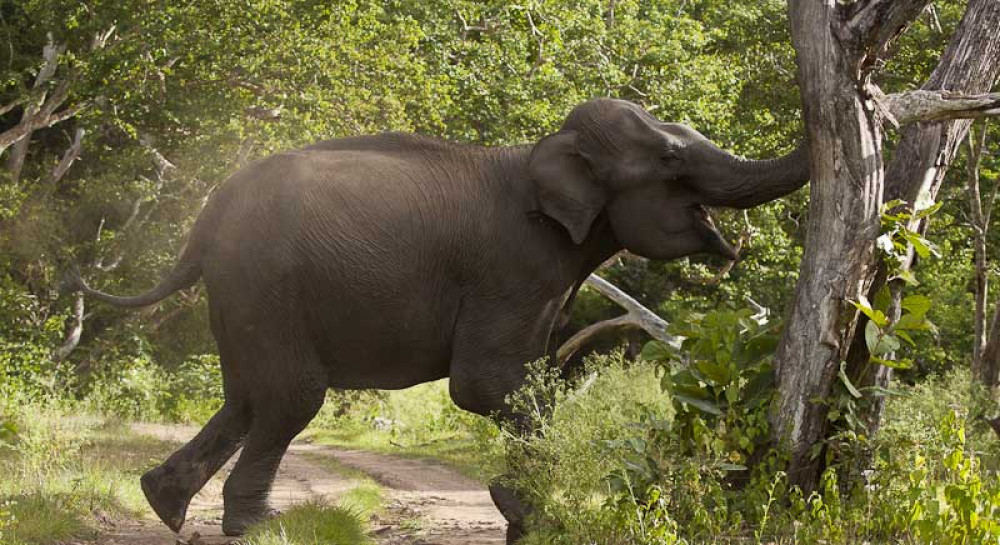 २० वर्षमा हात्तीकाे आक्रमणबाट २ सय ७४ जनाकाे ज्यान गयाे