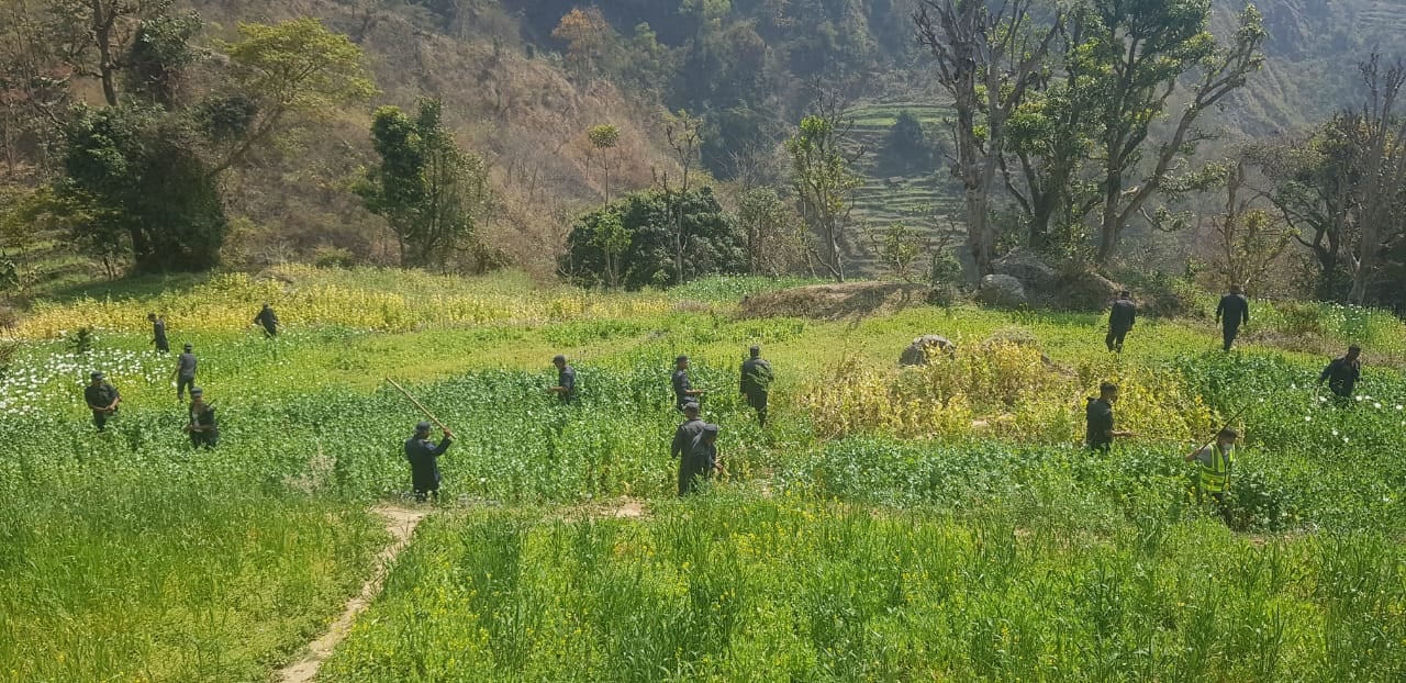 मकवानपुरमा ७४ बिगाहमा लगाइएको अफिम खेति नष्ट