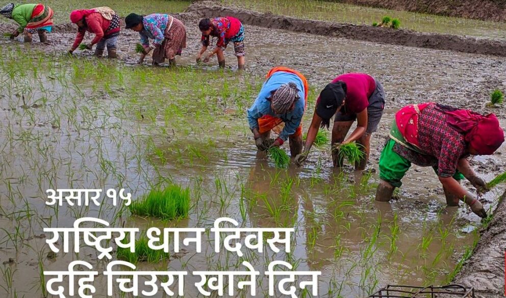 दही चिउरा खाने दिन / राष्ट्रिय धान दिवस