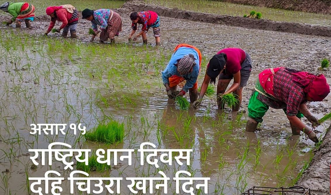 दही चिउरा खाने दिन / राष्ट्रिय धान दिवस