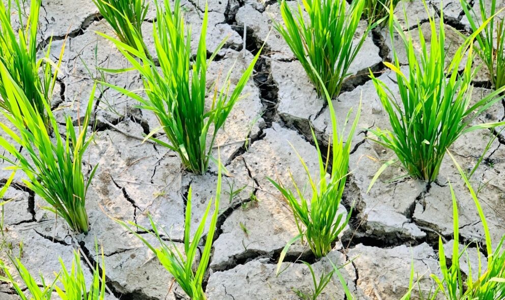 पानी नपर्दा भएन रोपाइँ, किसान मर्कामा