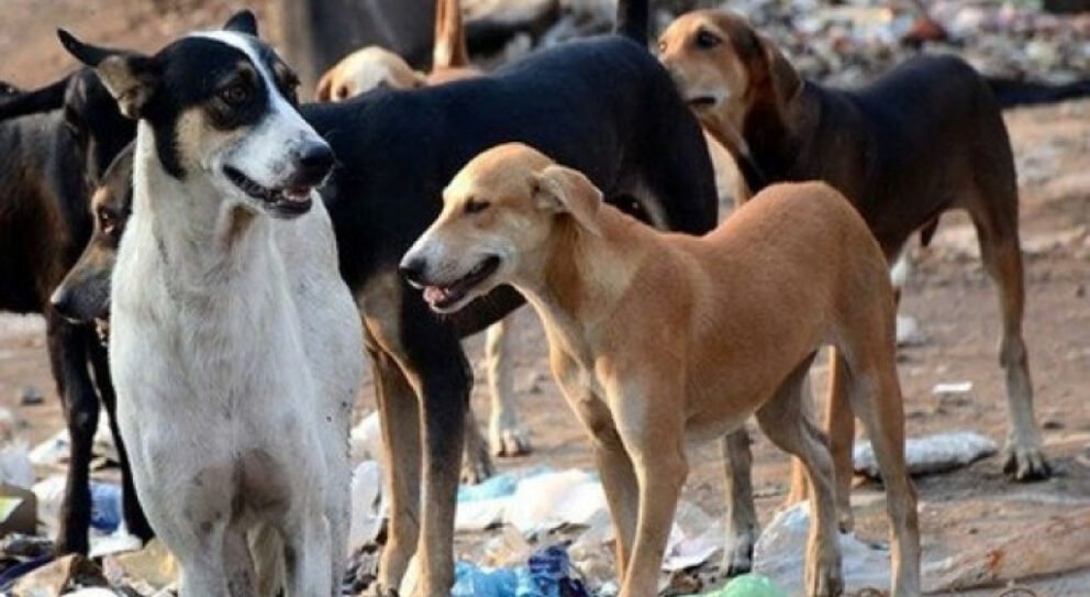 भुस्याहा कुकुरले टोक्दा एकैदिन ३० जना घाइते