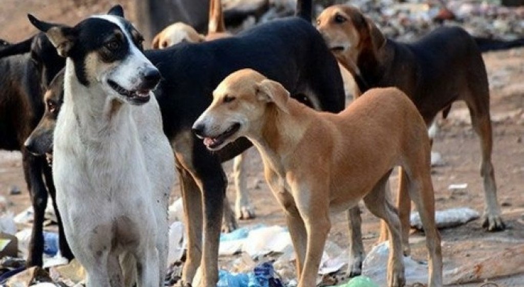 भुस्याहा कुकुरले टोक्दा एकैदिन ३० जना घाइते