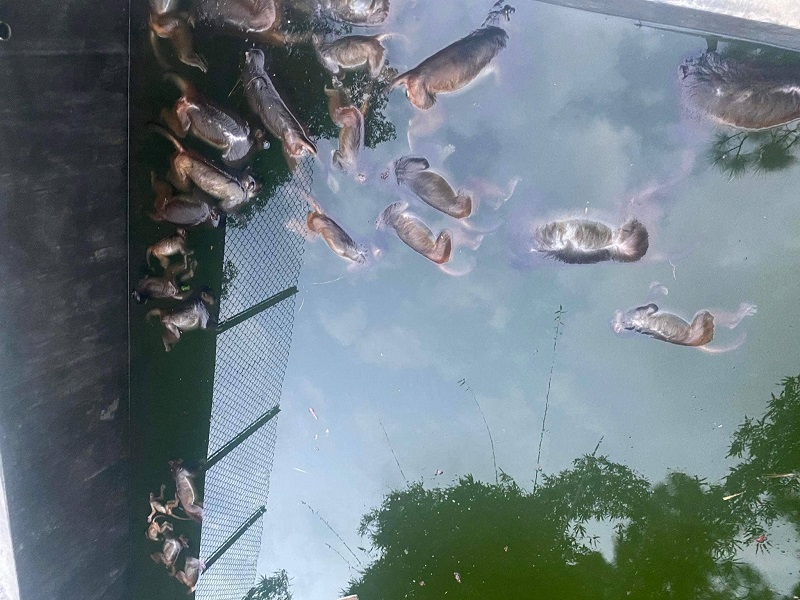 अर्घाखाँचीमा पोखरीमा डुबेर २७ वटा बाँदर मरे