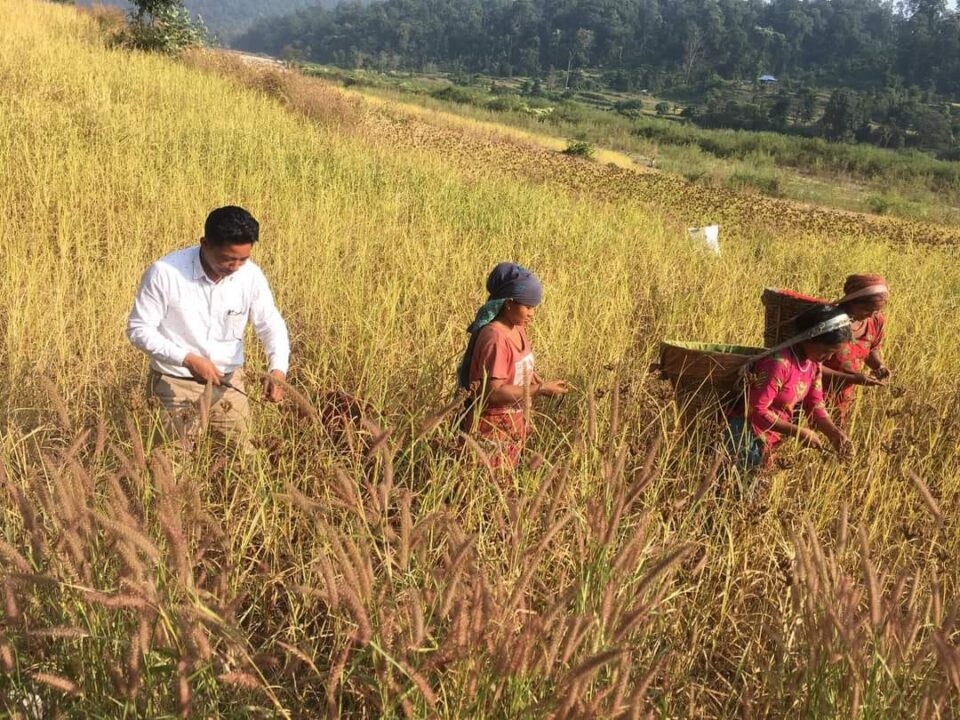 कोदो टिप्दै भोट माग्दै “छिन्तु”
