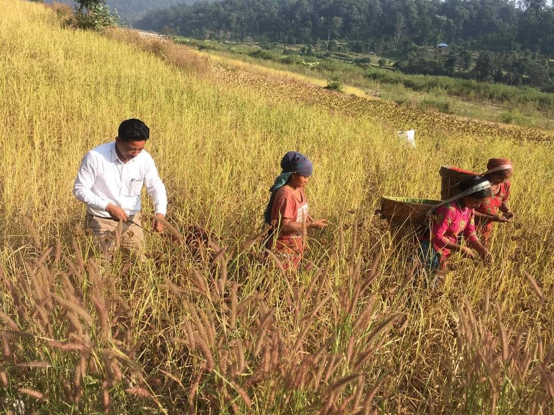 कोदो टिप्दै भोट माग्दै “छिन्तु”