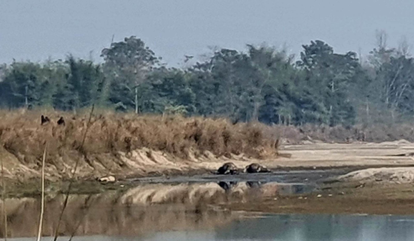 नवलपुरमा दुईवटा गैडा मृत अवस्थामा भेटिए