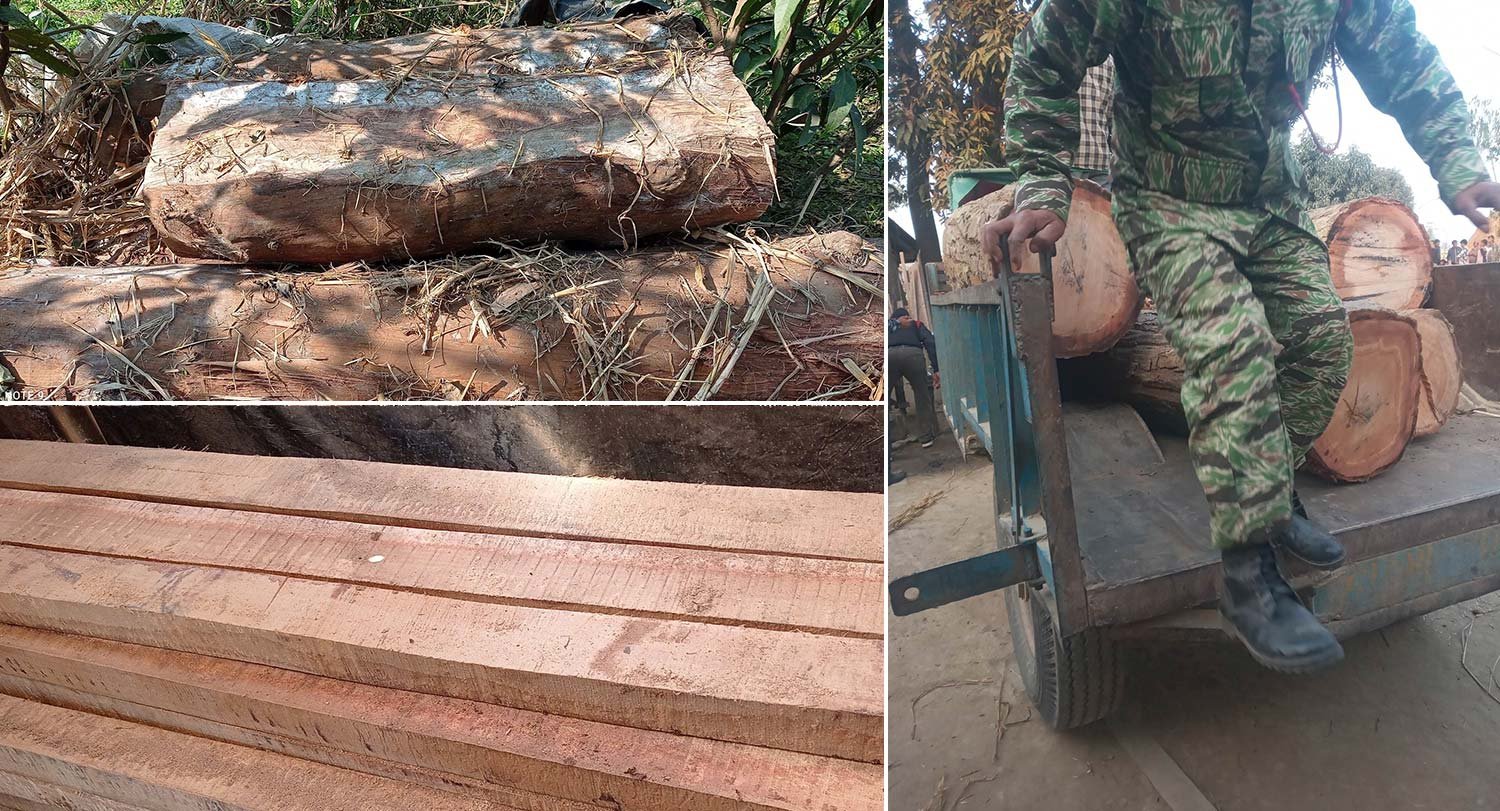 लालझाडीका ६ घरबाट ठूलो परिमाणमा अवैध काठ बरामद
