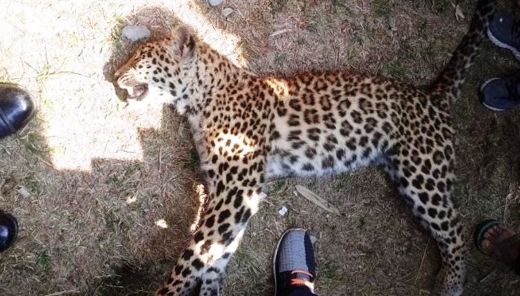 पोखरामा चितुवाको आक्रमणबाट २ जना घाइते