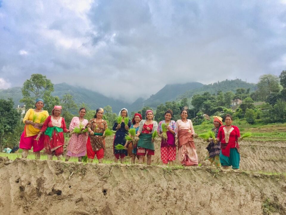 असार सकिन लाग्दा बागमती प्रदेशमा ४६ प्रतिशत मात्रै रोपाइँ