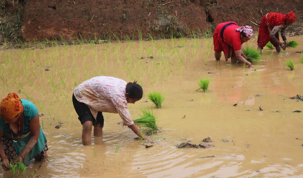 पानी परेपछि मकवानपुरका किसानलाई रोपाइँको चटारो (तस्बिरहरू)