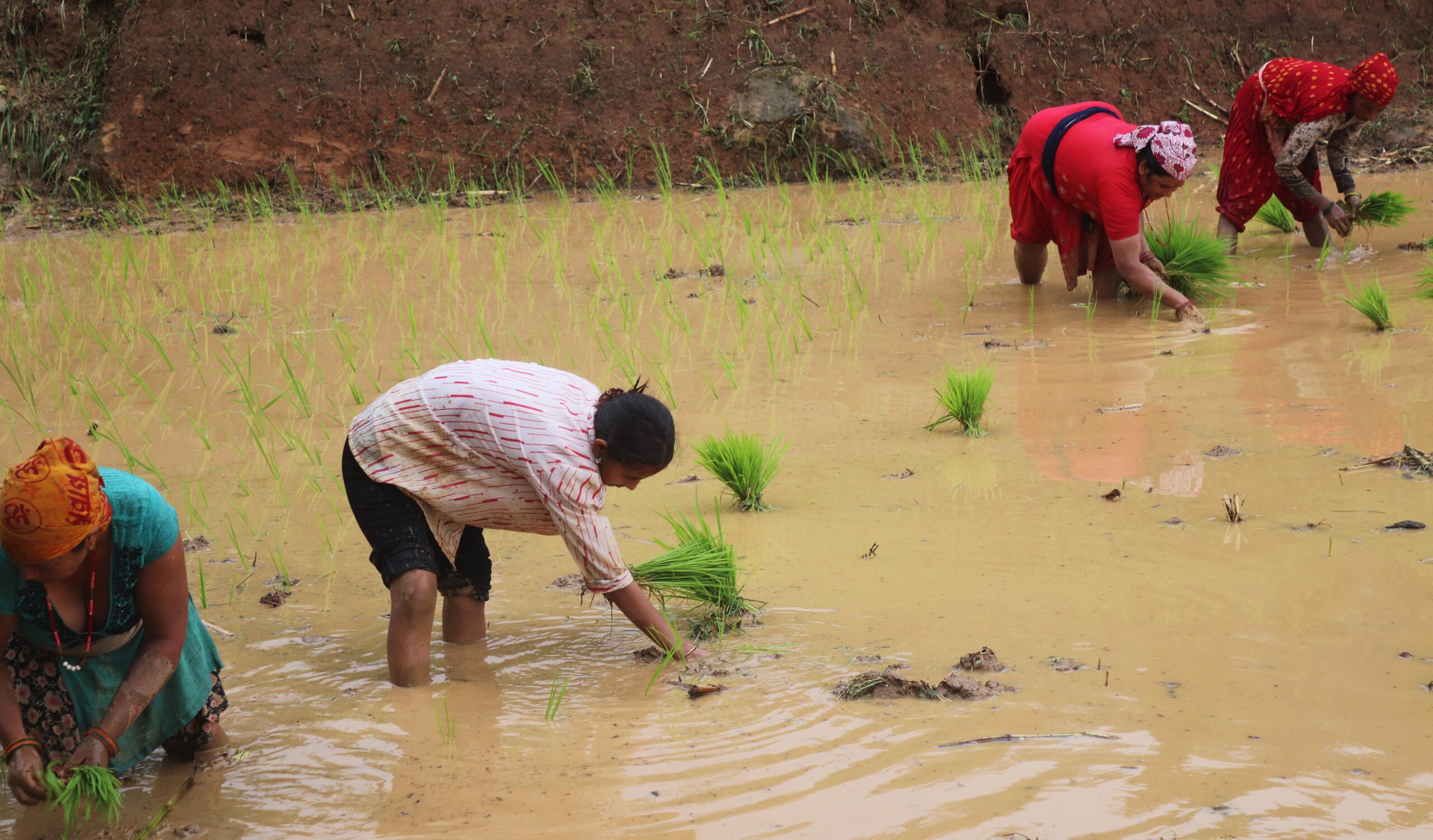 पानी परेपछि मकवानपुरका किसानलाई रोपाइँको चटारो (तस्बिरहरू)