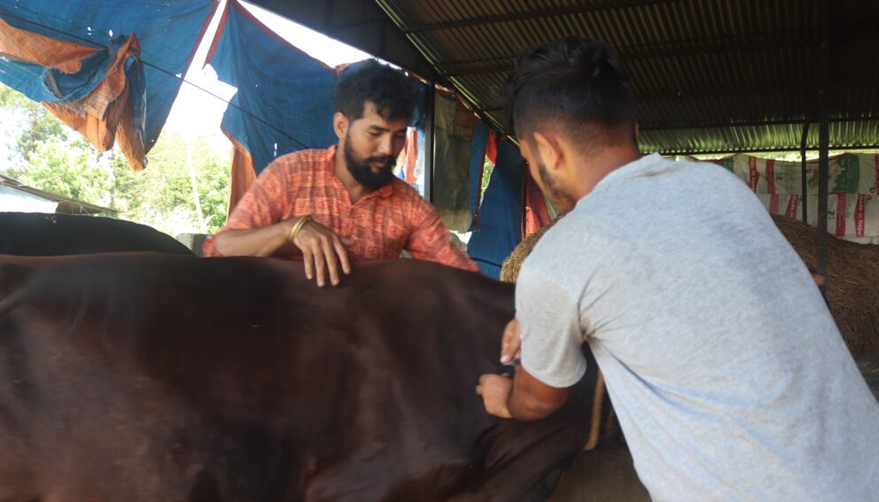 सप्ताहव्यापी खोप अभियानको पहिलो दिन ः ४ हजार बढि पशुवस्तुमा लगाइयो खोप