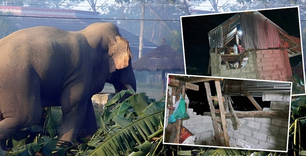 मध्यवर्ती क्षेत्रबासीलाई ज्यान जोगाउनै गाह्रो : जंगली जनावरसँग सधैँ मुठभेट