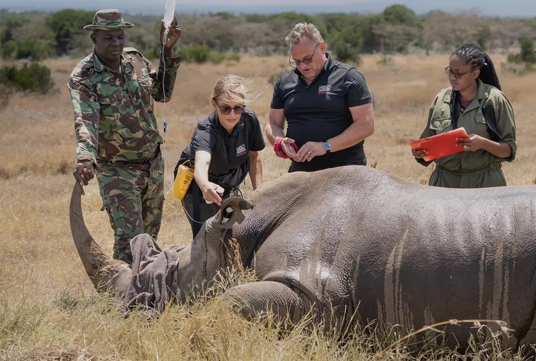संसारको पहिलोपटक सेतो गैंडा आइभिएफवाट गर्भवती, विश्वमा दुई मात्रै बाँकी थिए