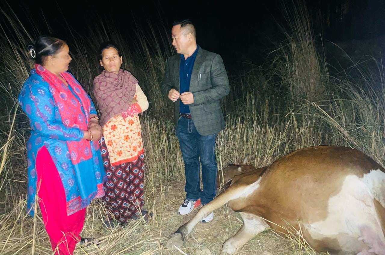 दुहुनो गाईको मृत्युले चिन्तित निर्मलालाई गाई किनिदिने वडाध्यक्ष मोक्तानको प्रतिवद्धता