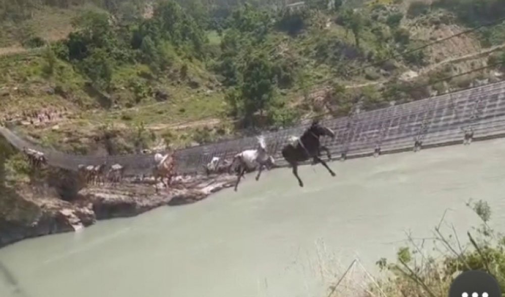 झोलुङ्गे पुलको लठ्ठा चुँडिदा एक दर्जन खच्चर अड्किए, उद्धार जारी