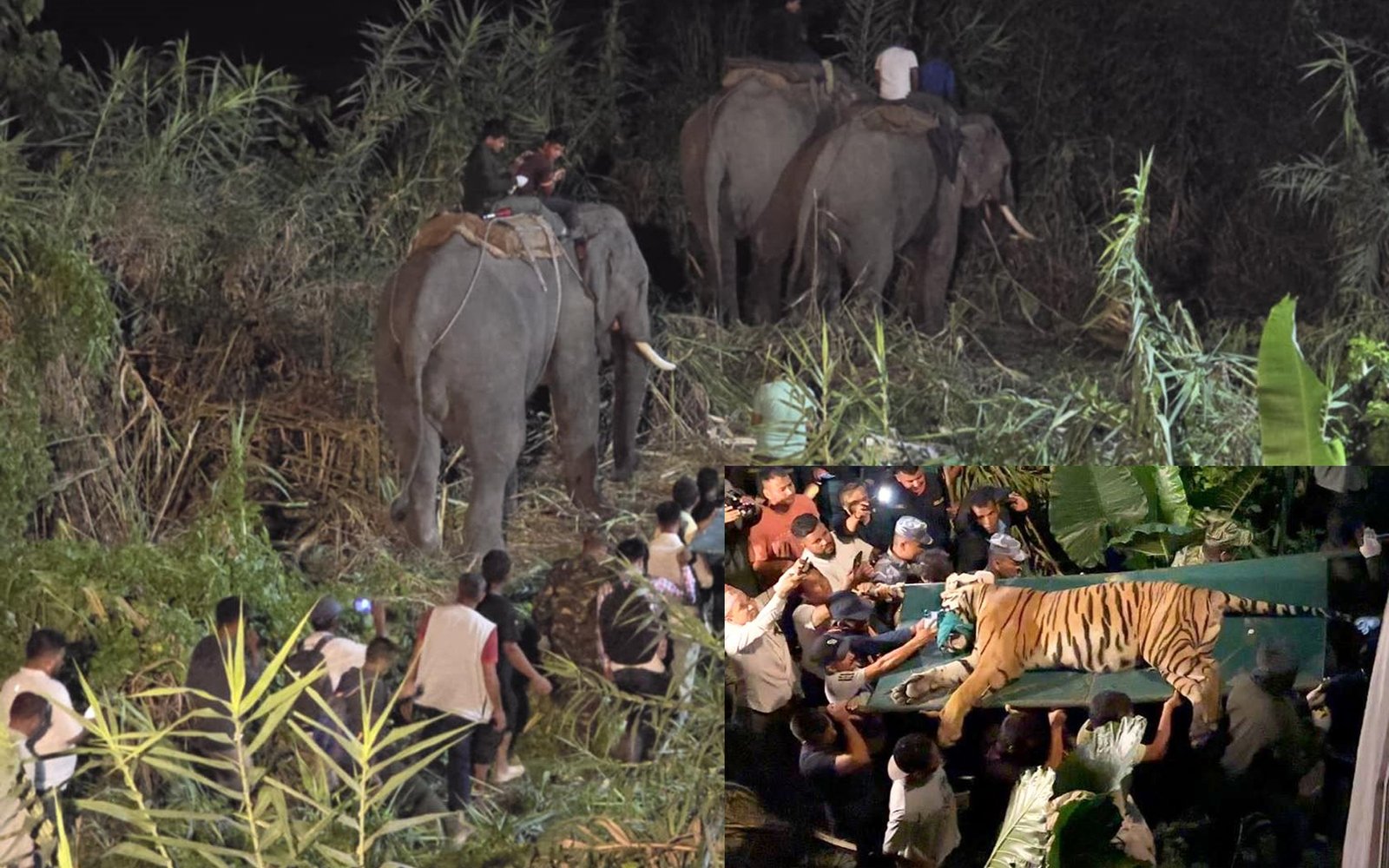 १४ घण्टाको प्रयासपछि समातियो चितवनमा मान्छेलाई आक्रमण गर्ने बाघ