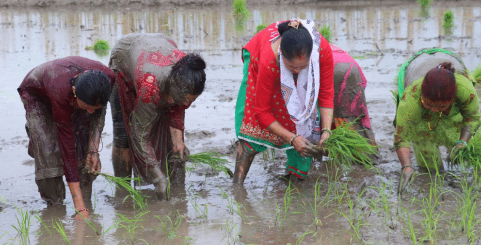 उपत्यकाका ३ जिल्लामा शत प्रतिशत रोपाइँ, प्रदेशभर ७६ प्रतिशत