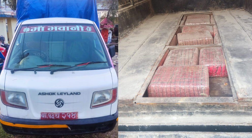 मनहरीमा १७१ किलो गाँजासहित हात्ती गाडी नियन्त्रणमा, चालक पक्राउ